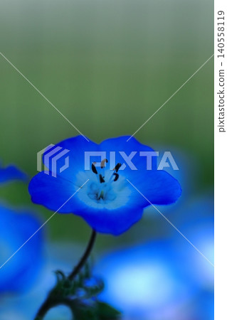 Nemophila blooming in the field Nemophila blooming in the field 140558119