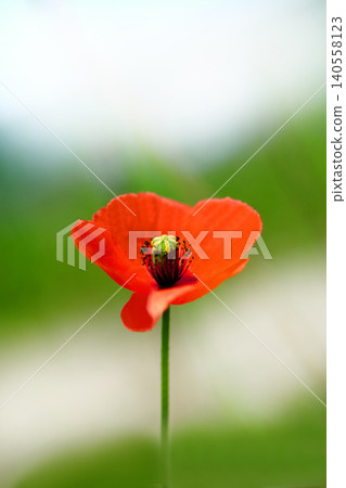 Red Poppy Flower 140558123