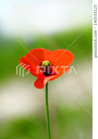 Red Poppy Flower 140558125