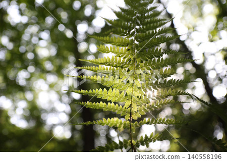 Sunlight filtering through the leaves in the forest shines softly on the fern leaves, a serene and beautiful natural scene. Sunlight filtering through the leaves in the forest shines softly on the fern leaves, a serene and beautiful natural scene. 140558196