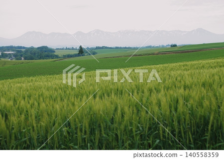 Fresh green wheat field Fresh green wheat field 140558359