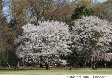 Koganei Park is one of Tokyo's most famous cherry blossom viewing spots. 140558552