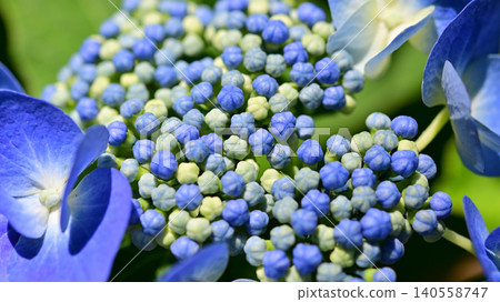 藍色繡球花 藍色繡球花 140558747