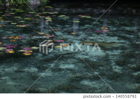 池塘裡遊動的鯉魚－莫內的池塘 140558791