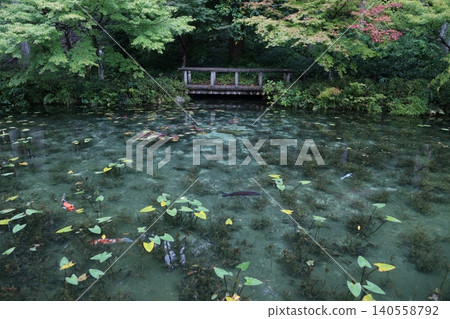 池塘裡遊動的鯉魚－莫內的池塘 140558792