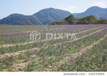 Rakkyo flowers blooming on one side of the field Tottori Prefecture Tottori Sand Dunes Rakkyo flowers blooming on one side of the field Tottori Prefecture Tottori Sand Dunes 140558904