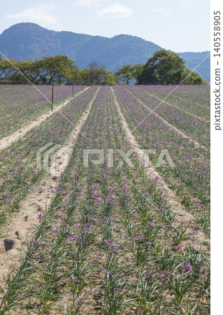 鳥取縣鳥取沙坵田野一側盛開的洛喬花 140558905