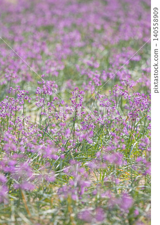 Rakkyo flowers blooming on one side of the field Tottori Prefecture Tottori Sand Dunes Rakkyo flowers blooming on one side of the field Tottori Prefecture Tottori Sand Dunes 140558909