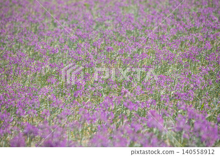 Rakkyo flowers blooming on one side of the field Tottori Prefecture Tottori Sand Dunes Rakkyo flowers blooming on one side of the field Tottori Prefecture Tottori Sand Dunes 140558912