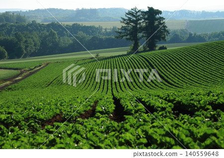 Potato field on a hillside Potato field on a hillside 140559648