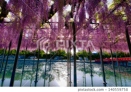 The purple and white wisteria flowers, which reach their peak bloom around the beginning of May, produce many small, butterfly-shaped blossoms. The purple and white wisteria flowers, which reach their peak bloom around the beginning of May, produce many small, butterfly-shaped blossoms. 140559758
