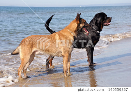 belgian shepherd, rottweiler and beach 140559867