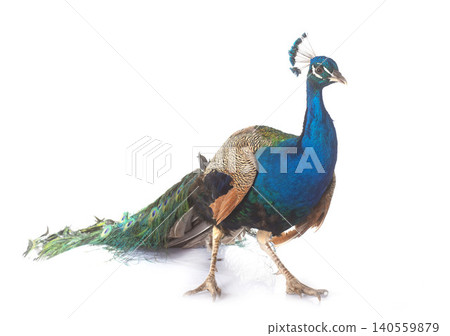 peacock peacock 140559879