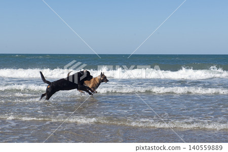 rottweiler and malinois on the beach rottweiler and malinois on the beach 140559889