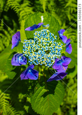 [Kyoto Scenery] Kyoto Prefectural Botanical Garden: Memorable Hydrangeas in the Rainy Season 140560173