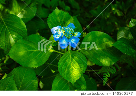 [Kyoto Scenery] Kyoto Prefectural Botanical Garden: Memorable Hydrangeas in the Rainy Season 140560177