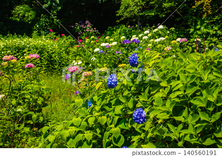 [Kyoto Scenery] Kyoto Prefectural Botanical Garden: Memorable Hydrangeas in the Rainy Season 140560191