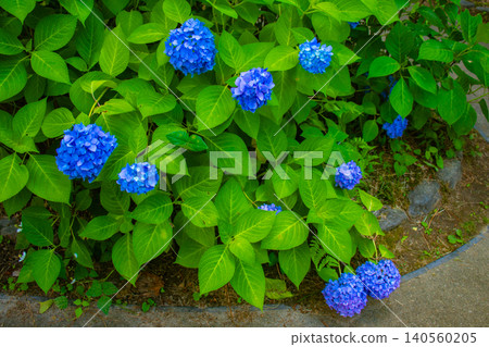 [Kyoto Scenery] Kyoto Prefectural Botanical Garden: Memorable Hydrangeas in the Rainy Season 140560205