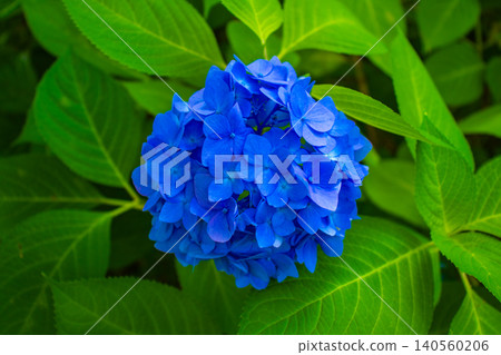 [Kyoto Scenery] Kyoto Prefectural Botanical Garden: Memorable Hydrangeas in the Rainy Season 140560206
