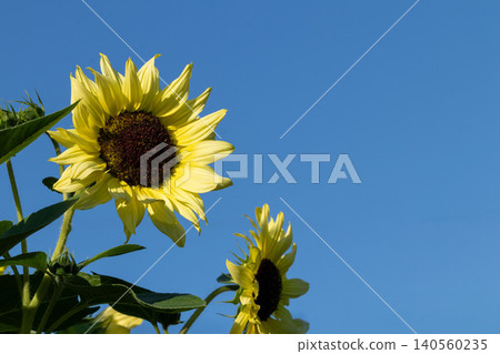 Pale yellow sunflowers blooming in the blue sky Pale yellow sunflowers blooming in the blue sky 140560235