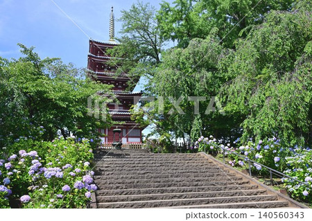 盛開的繡球花和一座五層寶塔 盛開的繡球花和一座五層寶塔 140560343