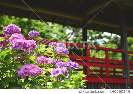 繡球花盛開,還有一條走廊 繡球花盛開,還有一條走廊 140560349