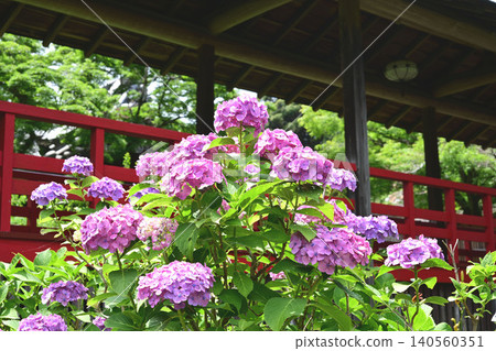 Hydrangeas in full bloom and a corridor Hydrangeas in full bloom and a corridor 140560351