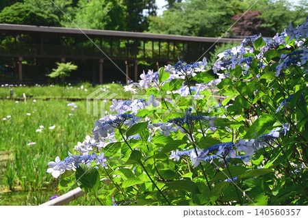 Hydrangea and Koiike Hydrangea and Koiike 140560357