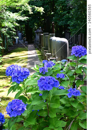 Hydrangeas and the mausoleums of successive generations Hydrangeas and the mausoleums of successive generations 140560365