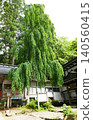 [Hanamaki City: A weeping katsura tree, a remnant of Myosenji Temple, which once stood within the grounds of Hayachine Shrine (Osako), a major temple of Shugendo (mountain asceticism)] 140560415