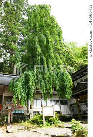【花卷市:一棵垂枝桂樹,是妙泉寺的遺跡,妙泉寺曾位於修驗道(山岳修行)主要寺廟-早針神社(大迫)的院落內。 】 【花卷市:一棵垂枝桂樹,是妙泉寺的遺跡,妙泉寺曾位於修驗道(山岳修行)主要寺廟-早針神社(大迫)的院落內。 】 140560415