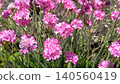 Small pink flowers 140560419