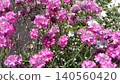 Small flower with pink color 140560420