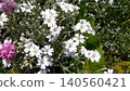  White flower 140560421