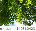 Refreshing fresh green 140560423