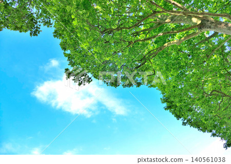 Vivid greenery and blue skies Vivid greenery and blue skies 140561038