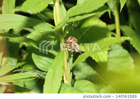 A female robber fly (Agrotis separata) catching prey and sucking its bodily fluids. A female robber fly (Agrotis separata) catching prey and sucking its bodily fluids. 140561089