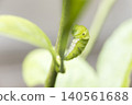 Swallowtail butterfly larva in the preparation stage before becoming a pupa 140561688
