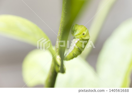 Swallowtail butterfly larva in the preparation stage before becoming a pupa Swallowtail butterfly larva in the preparation stage before becoming a pupa 140561688