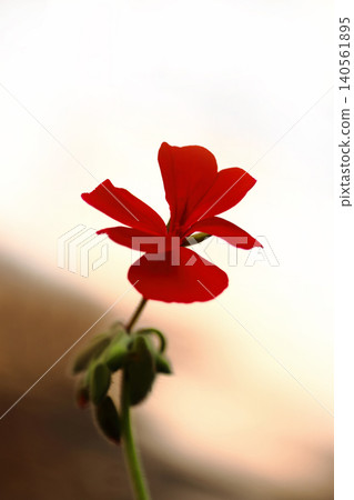 Red geranium flowers 140561895
