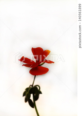 Red geranium flowers 140561899