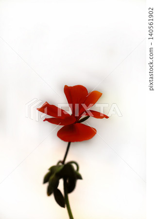 Red geranium flowers Red geranium flowers 140561902