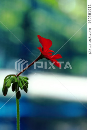 紅色天竺葵花 紅色天竺葵花 140561911