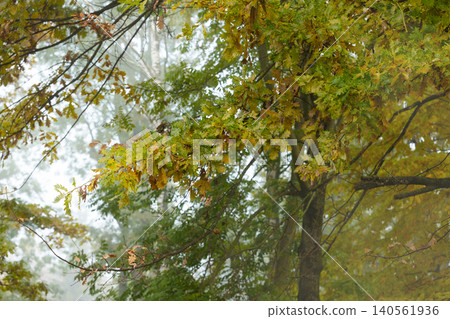 Soft atmospheric haze envelops a deciduous tree as its leaves transition to fall colors during a cool September morning Soft atmospheric haze envelops a deciduous tree as its leaves transition to fall colors during a cool September morning 140561936