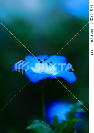 Softly blooming monetia Softly blooming monetia 140561971