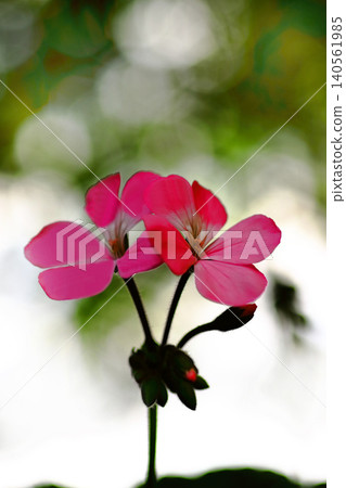 Pink ivy geraniums blooming in the field 140561985