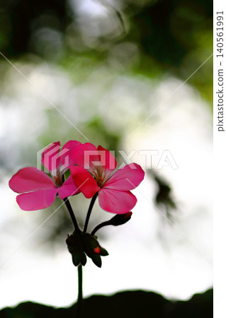 Red ivy geranium flower Red ivy geranium flower 140561991