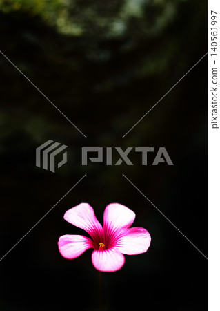 Pink Flower of Imokinami 140561997