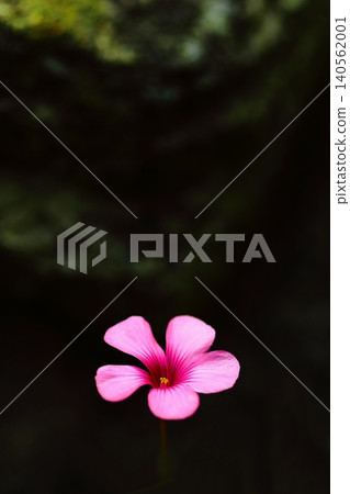 粉紅色的栗色 粉紅色的栗色 140562001