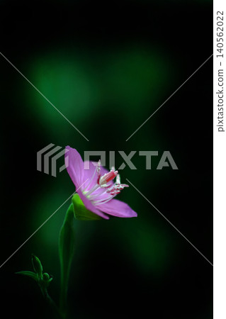 一朵月見草花正在盛開。 140562022